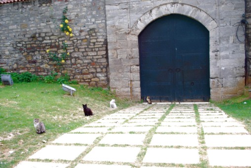 Cats in phylax formation at a gate in Topkapi palace.