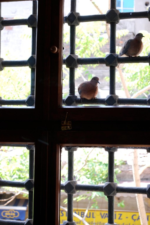 A pair of curious doves peeping into the mosque.